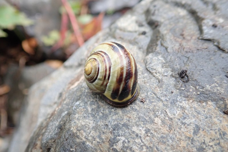 Cepaea sylvatica