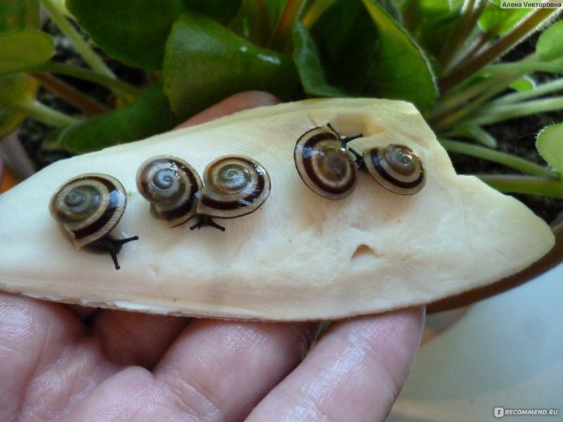 Караколусы бланези