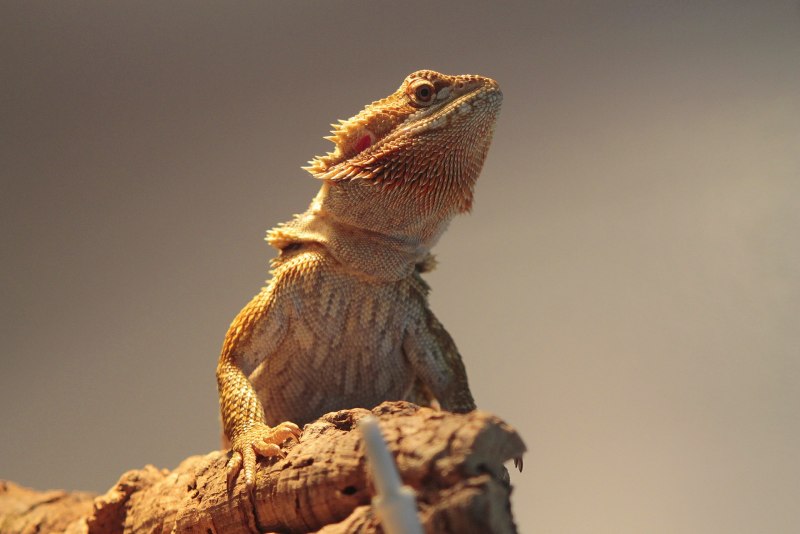 Lizerback bearded Dragon