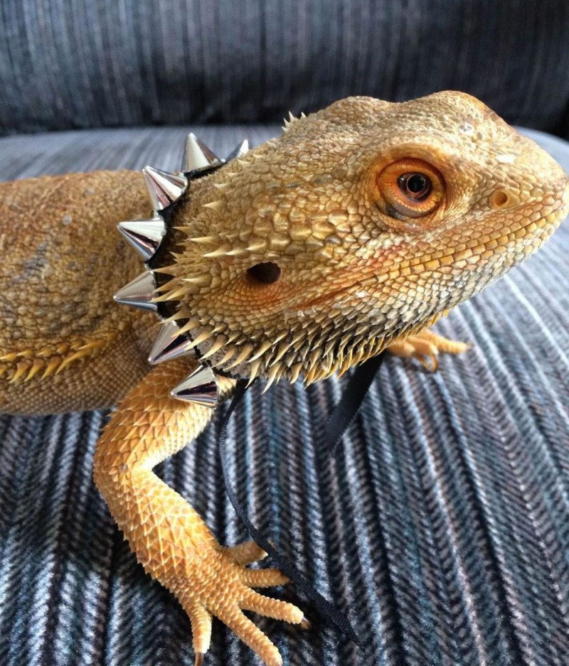 Ящерица pogona vitticeps
