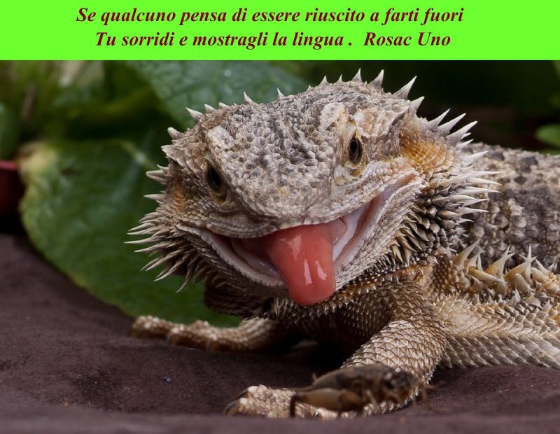 Желтоголовый карликовый геккон