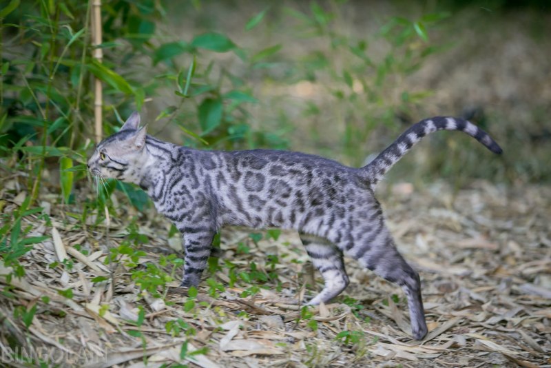 Бенгальская кошка серая