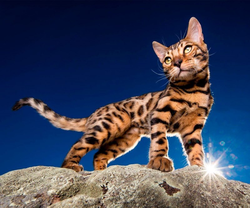 Бенгальская кошка окрасы