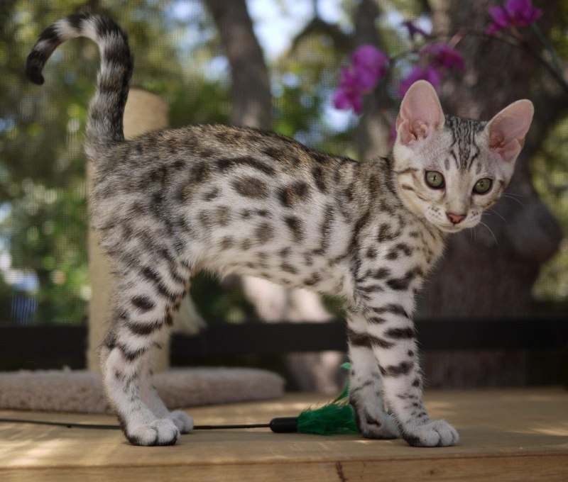 Бенгальская кошка мраморная