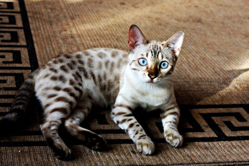 Бенгальская кошка