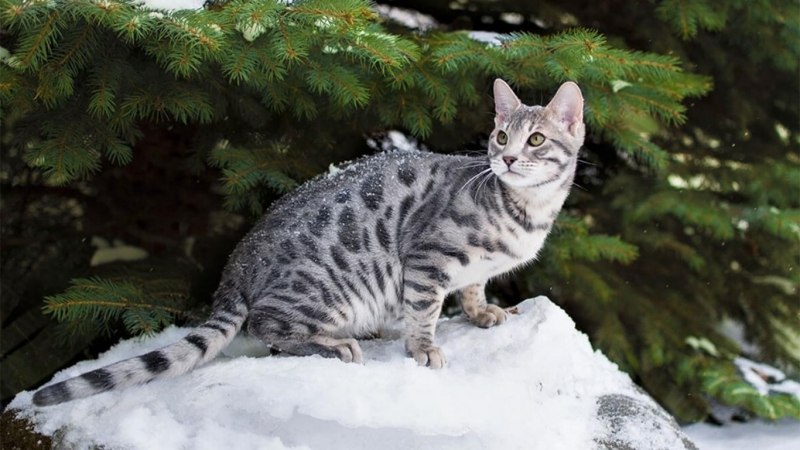 Бенгальский кот окрас снежный Барс