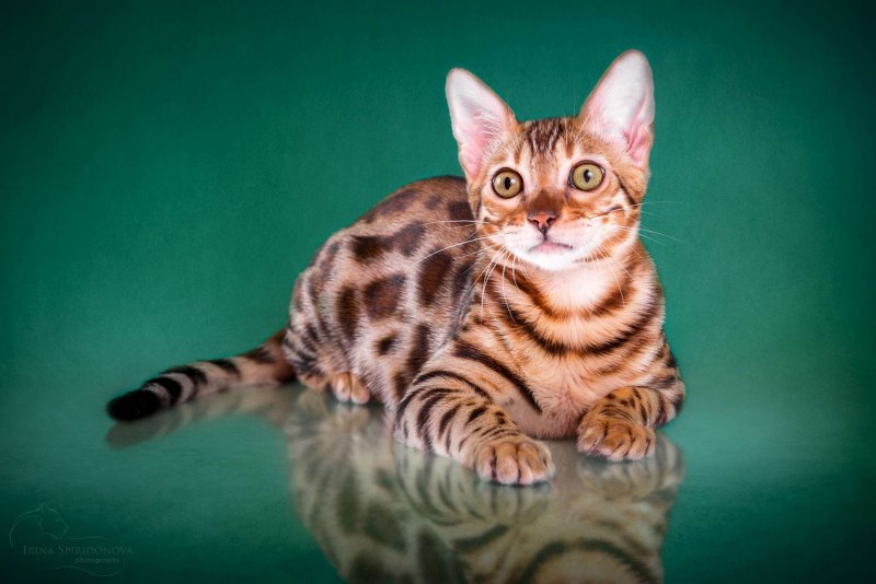 Голубой бенгальский кот