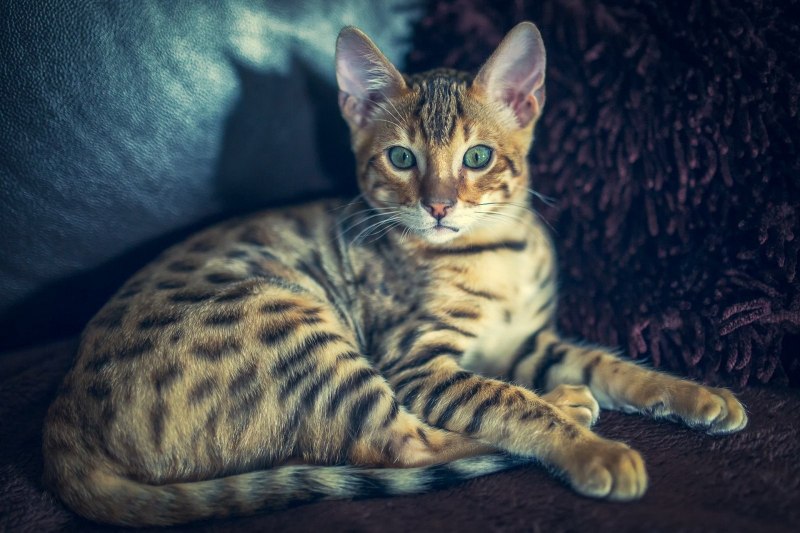 Манчкин бенгалы