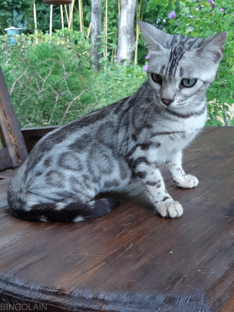 Бенгальская кошка мраморная