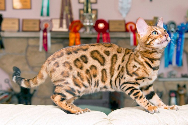 Голубой бенгальский кот
