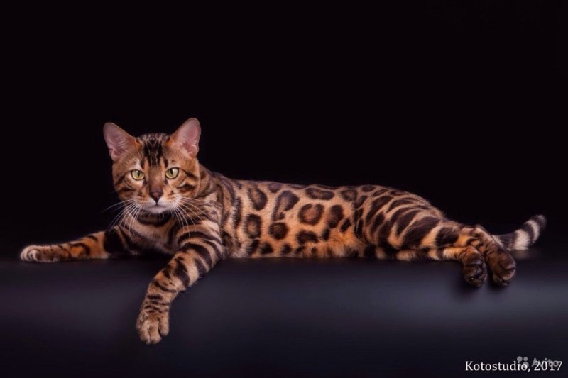 Бенгальская кошка