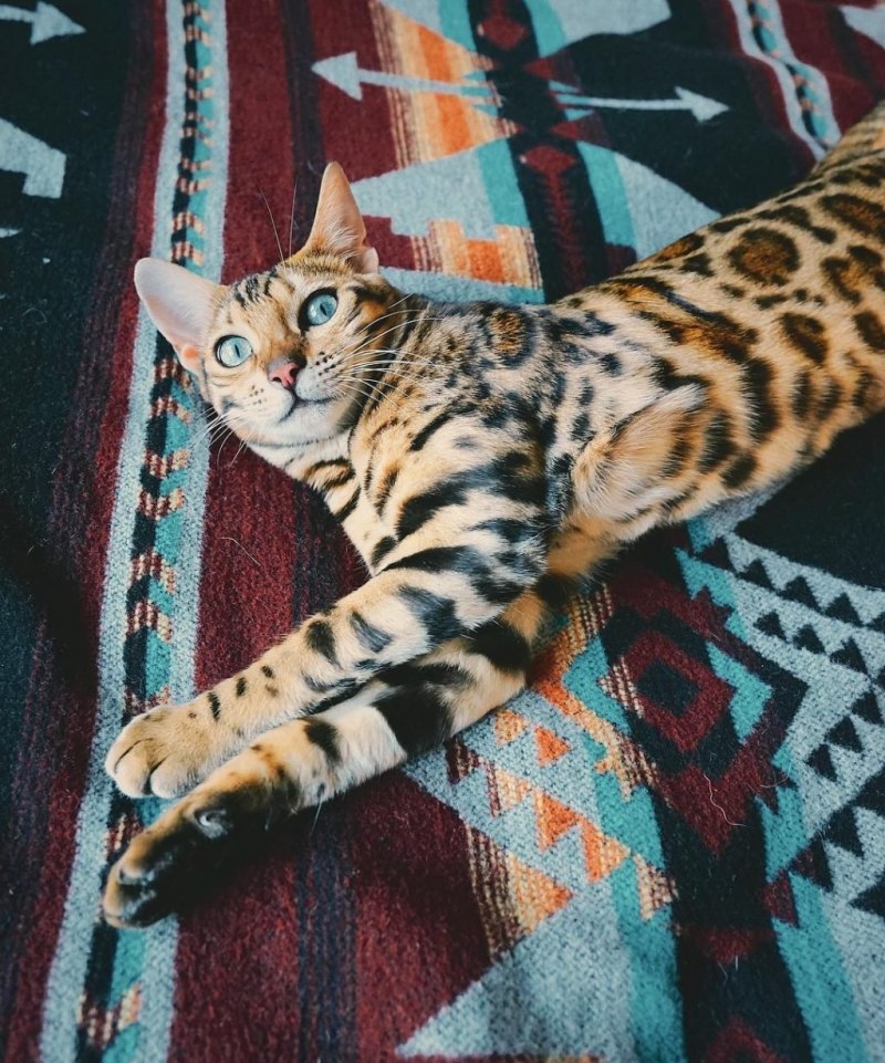 Бенгальский котенок Клайд