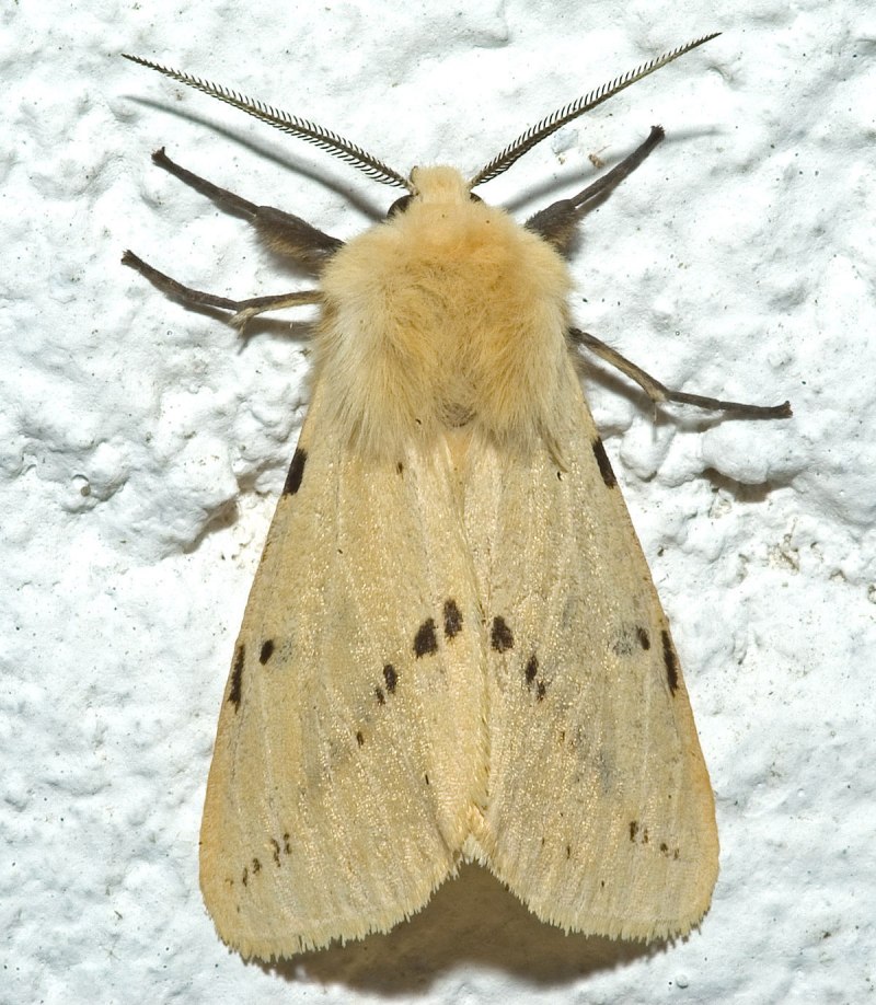 Spilarctia lutea