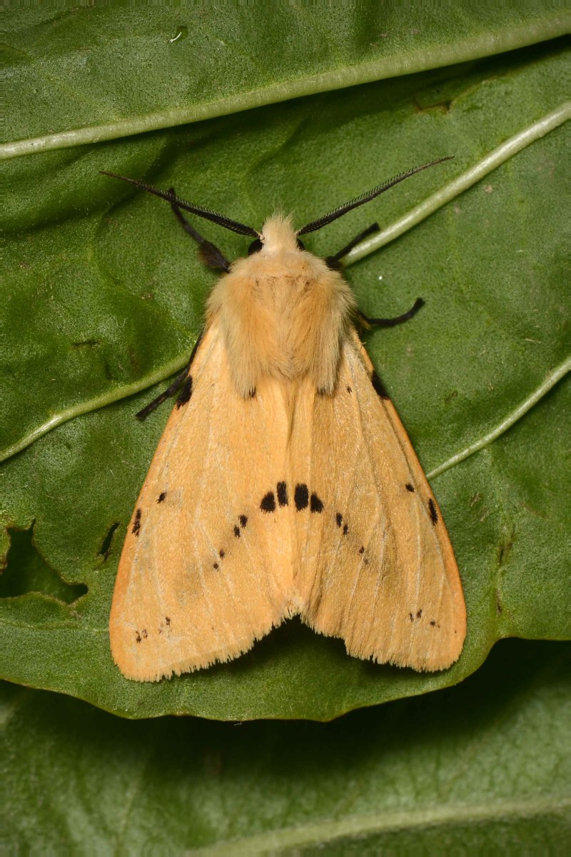 Spilarctia lutea