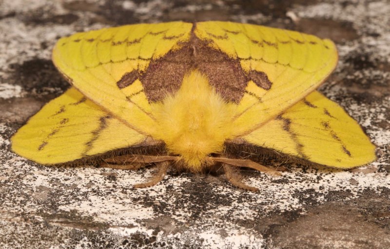 Rhyparia purpurata Linnaeus, 1758