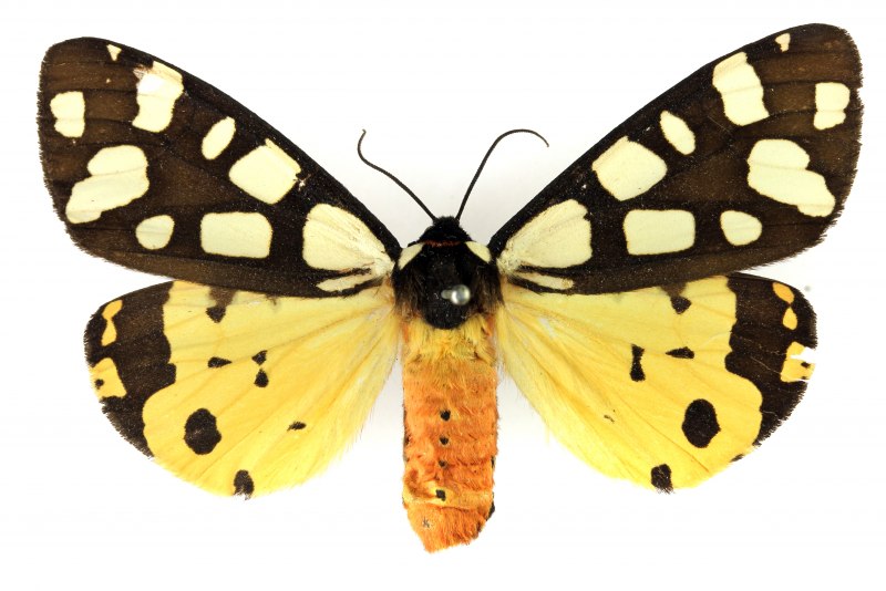 Медведица Менетрие (Arctia menetriesii)