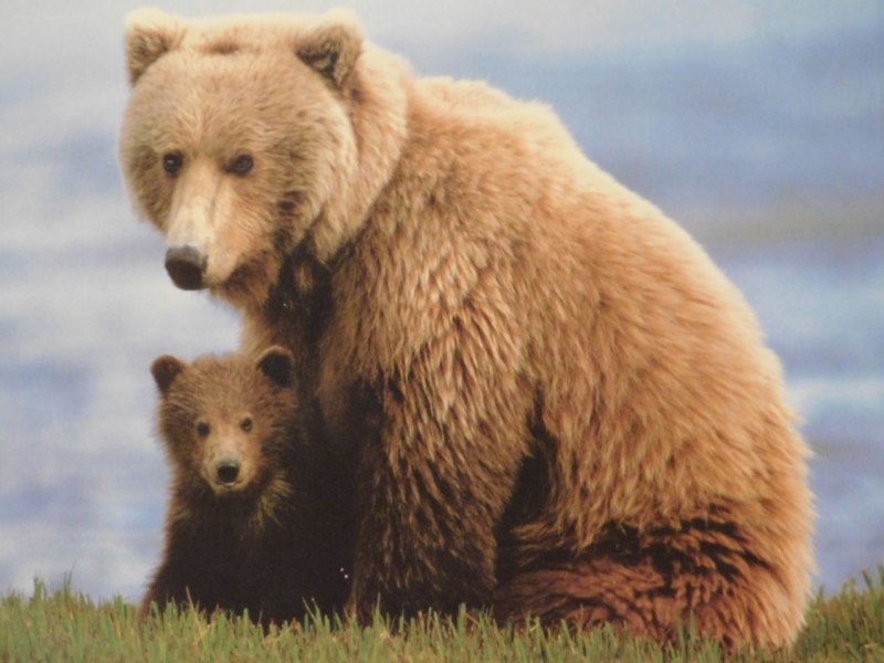 Bears taught to Dance 1801