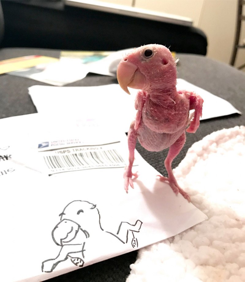 Попугай белолобый амазонский