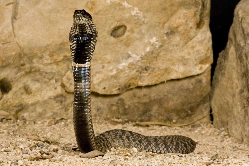 Ошейниковая кобра (63 фото)