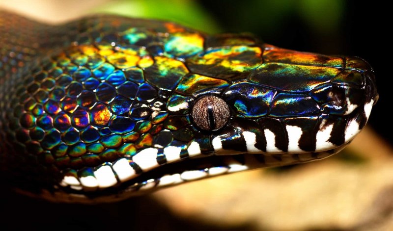 Лучистая змея Xenopeltis Unicolor