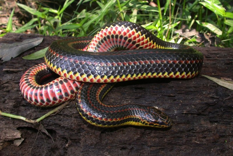 Лучистая змея Xenopeltis Unicolor