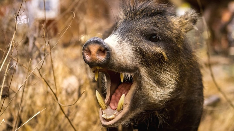 Кабан (sus scrofa)