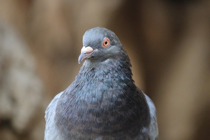 Columba albinucha белозатылочный голубь