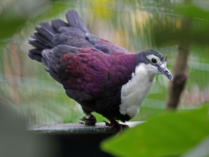 White-breasted ground dove