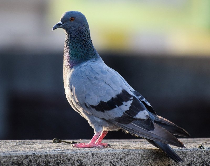 Columba leuconota