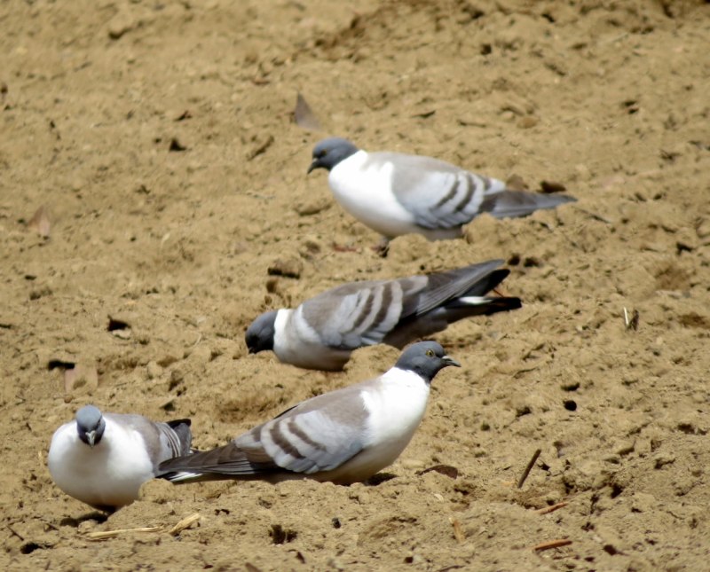 Columba larvata
