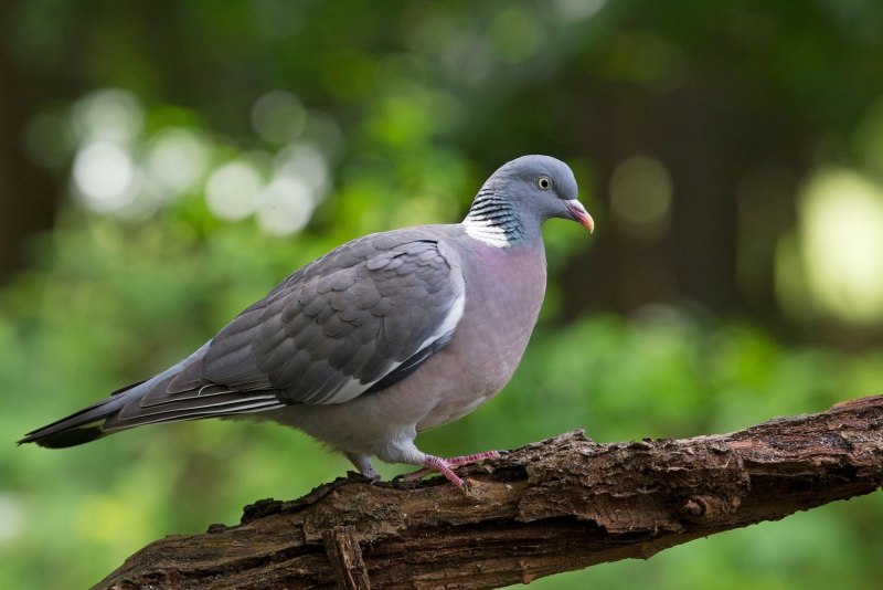 Streptopelia capicola