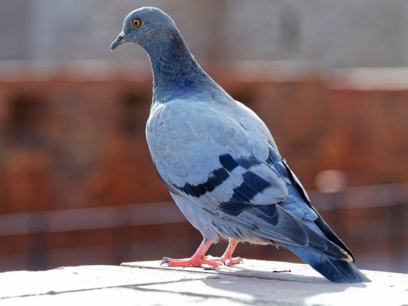 Сизая птица