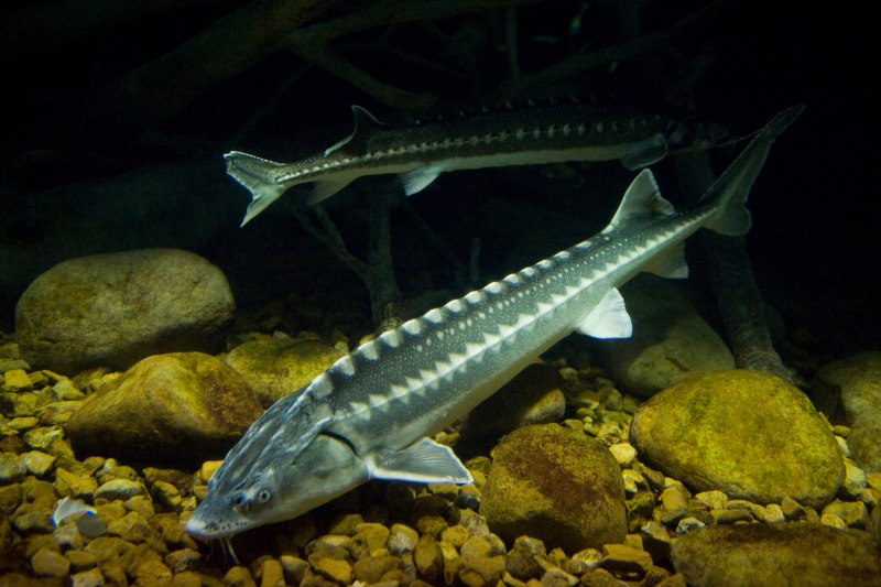 Севрюга (Acipenser stellatus)