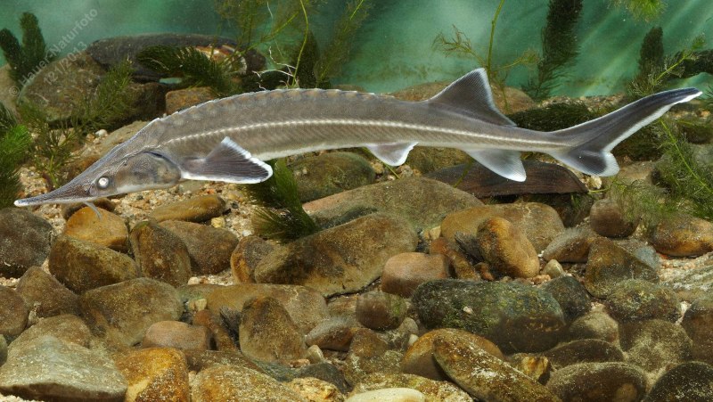 Севрюга – Acipenser stellatus Pallas, 1771