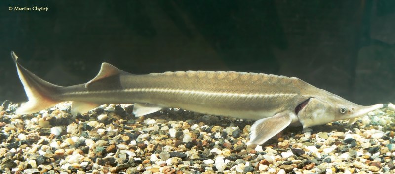 Севрюга (Acipenser stellatus)
