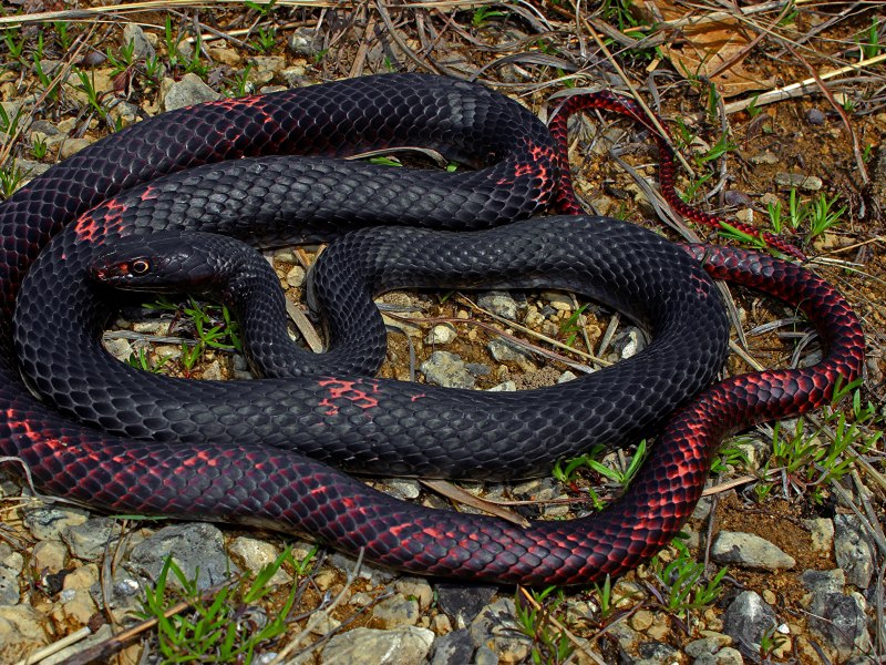 Crotalus Atrox