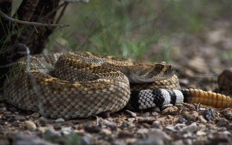 Heterodon nasicus