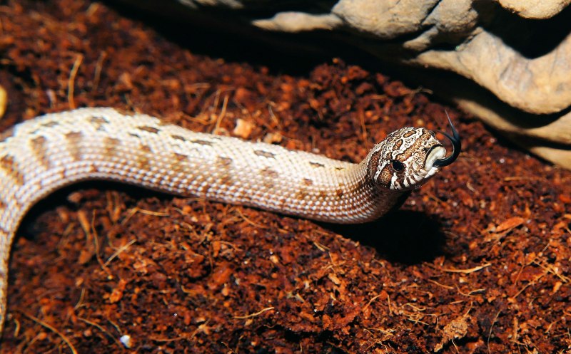 Полозом Pantherophis guttatus