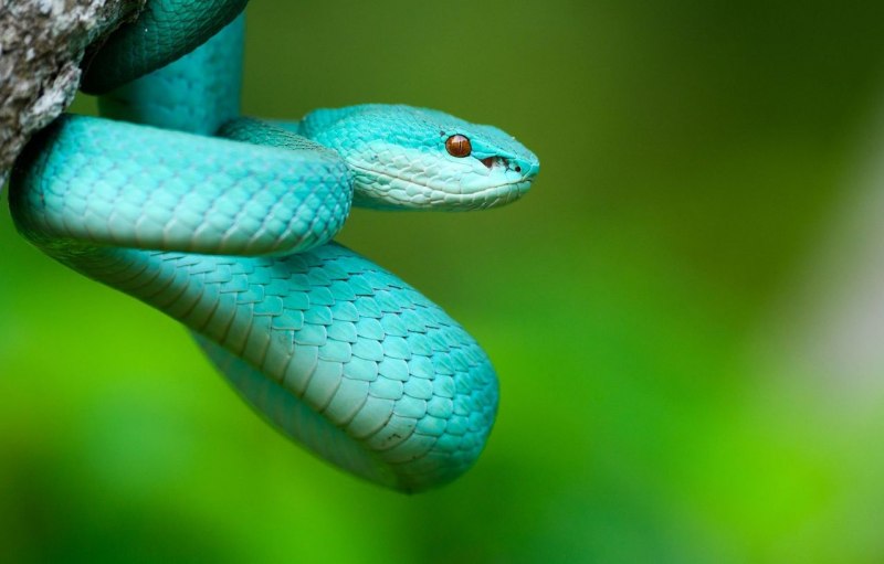Гюрза Vipera lebetina