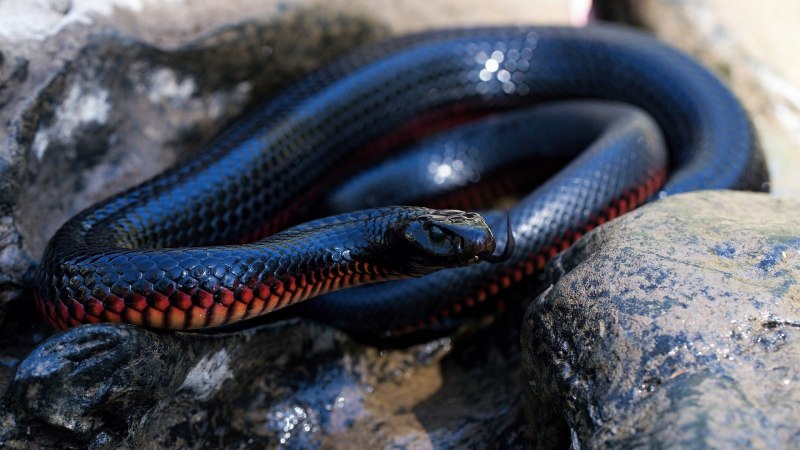Лучистая змея Xenopeltis Unicolor