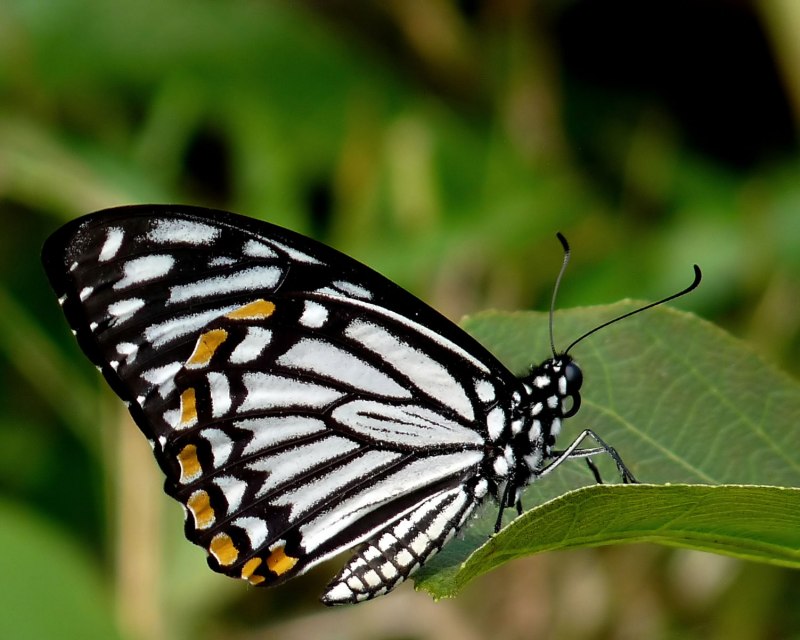 Chilasa clytia