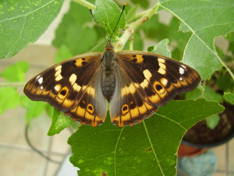 Гусеница Citheronia regalis