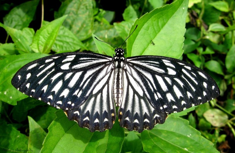Troides vandepolli