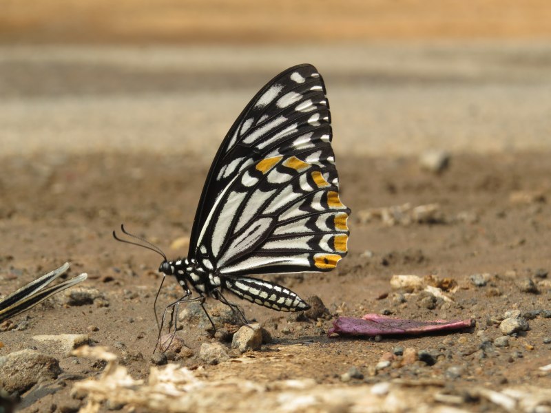 Apatura Ilia самка