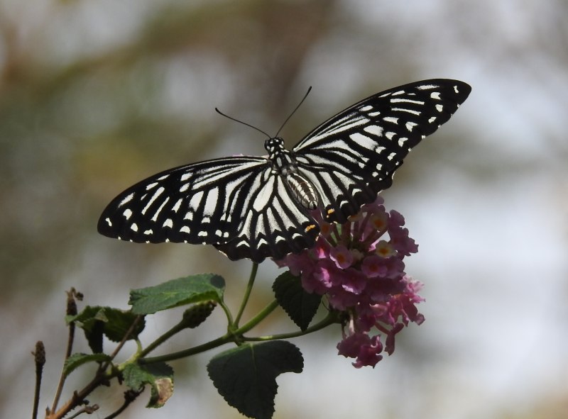 Papilio Veiovis