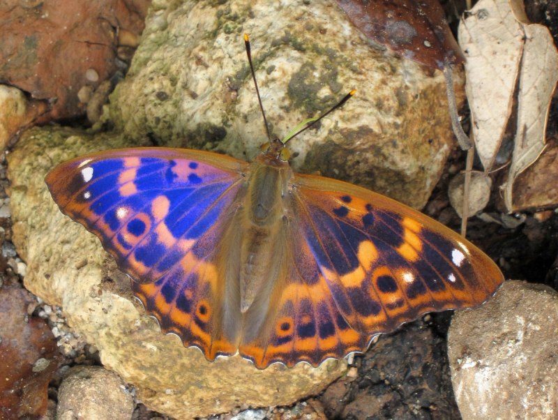 Chilasa slateri