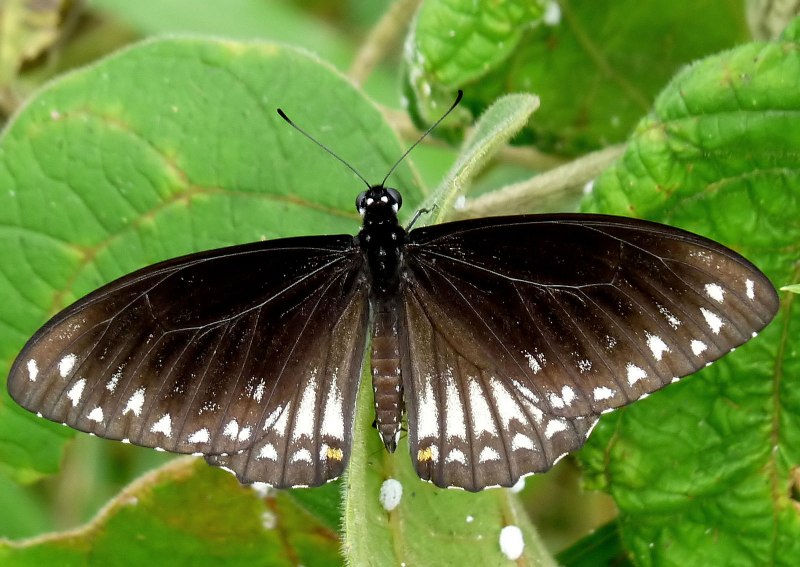 Pusaria (Linnaeus