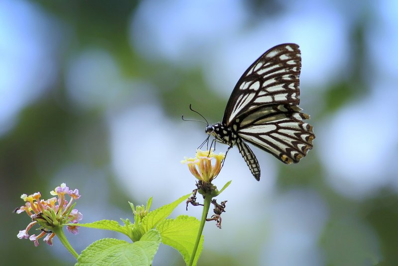 Papilio clytia бабочка