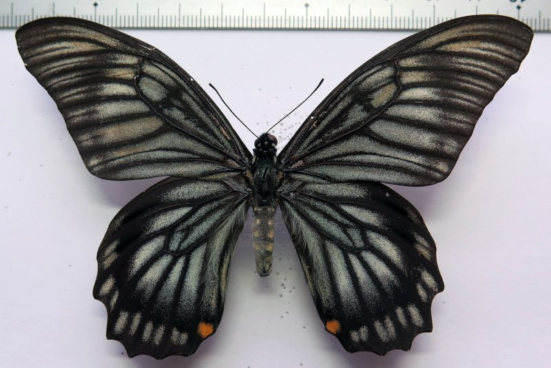 Papilio Veiovis