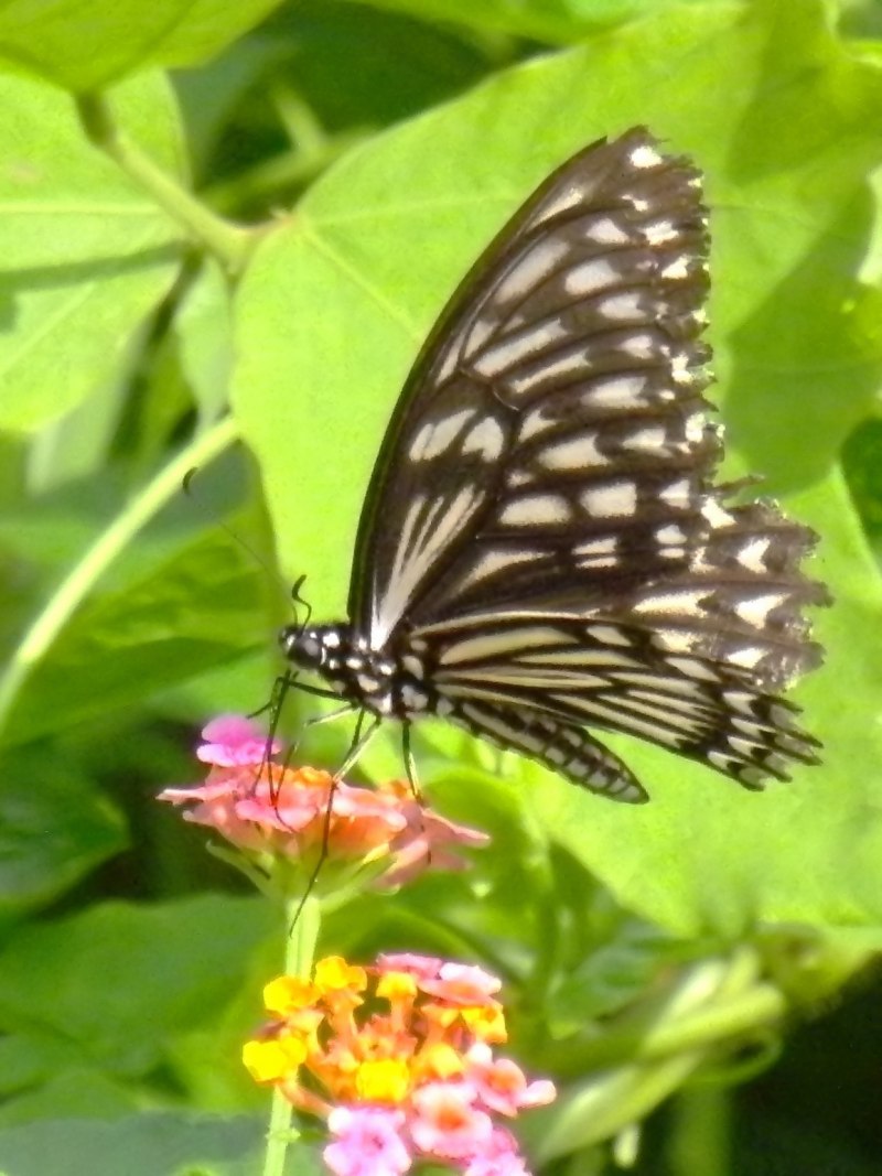 Common mine (Chilasa clytia